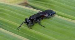 Entomosericus concinnus