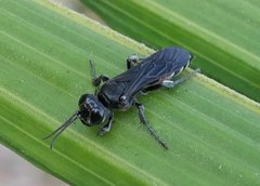 Entomosericus concinnus