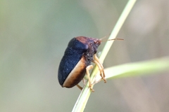 Ventocoris rusticus