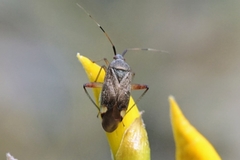 Closterotomus annulus