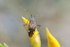 Closterotomus annulus