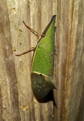 Odontoptera spectabilis
