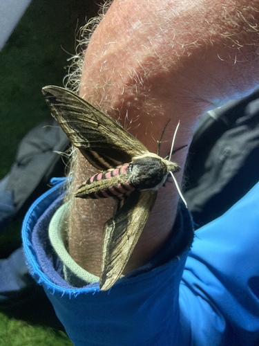 Privet Hawkmoth, Hassebergerweg, Sellingen, Groningen, NL, photo 7 of 10
