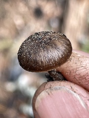 Lyophyllum anthracophilum