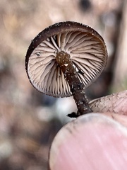 Lyophyllum anthracophilum