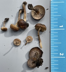 Lyophyllum anthracophilum