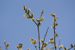 Salix taraikensis