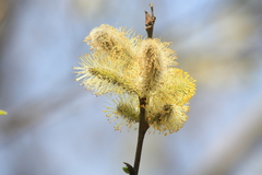 Salix taraikensis