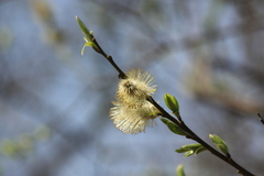 Salix taraikensis