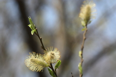 Salix taraikensis