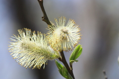 Salix taraikensis