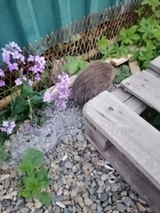 Erinaceus roumanicus