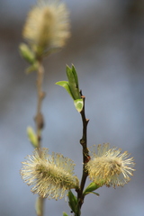 Salix taraikensis