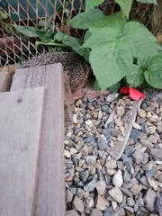 Erinaceus roumanicus