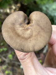 Melanoleuca angelesiana