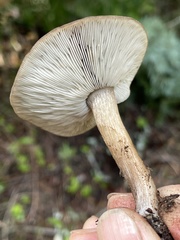 Melanoleuca angelesiana