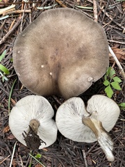 Melanoleuca angelesiana