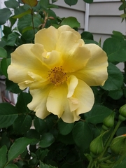 Rosa chinensis