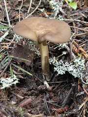 Melanoleuca angelesiana