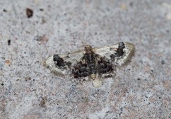 Idaea asceta