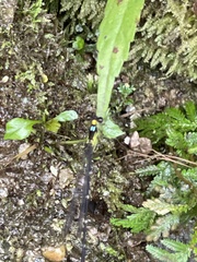 Coeliccia flavicauda