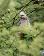 Colius leucocephalus