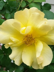 Rosa chinensis