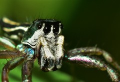 Cosmophasis