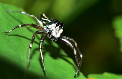 Cosmophasis