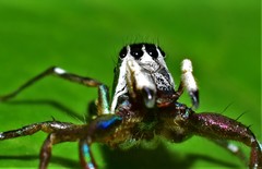 Cosmophasis
