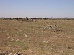 Pimpinella corymbosa