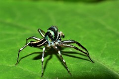 Cosmophasis