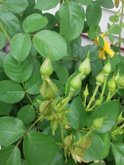 Rosa chinensis