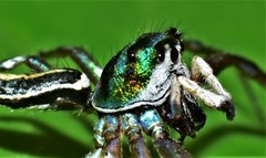 Cosmophasis