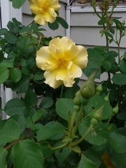 Rosa chinensis