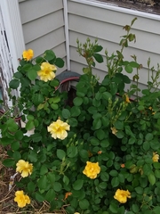 Rosa chinensis