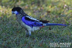 Platycercus venustus