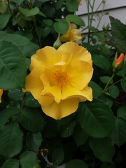 Rosa chinensis