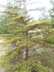 Cedrus libani