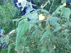 Abutilon oxycarpum