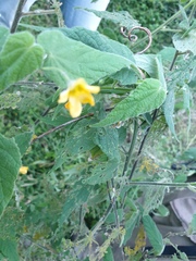 Abutilon oxycarpum