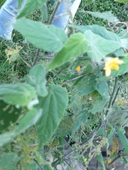 Abutilon oxycarpum