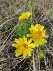 Adonis apennina