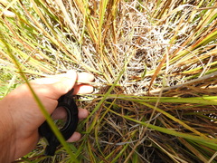 Carex feta