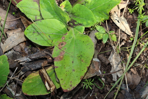 Image of Cymbonotus lawsonianus by (c) Greg Tasney, some rights reserved (CC BY-SA)