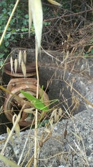 Acrometopa italica