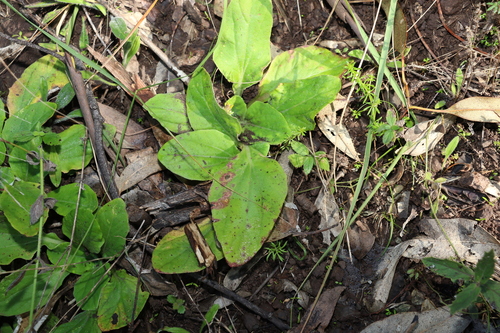 Image of Cymbonotus lawsonianus by (c) Greg Tasney, some rights reserved (CC BY-SA)