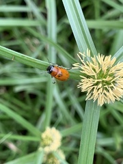 Coptocephala pallens