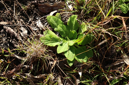 Image of Cymbonotus lawsonianus by (c) Greg Tasney, some rights reserved (CC BY-SA)