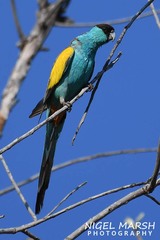Psephotus dissimilis